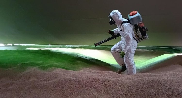 Зачем российскую пшеницу на экспорт начали окрашивать