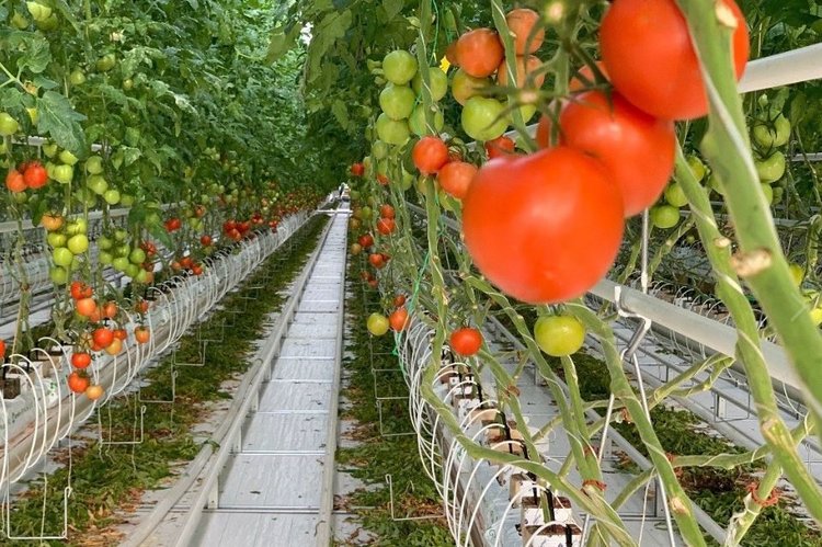 12 круглогодичных тепличных комплексов Ставрополья наращивают производство