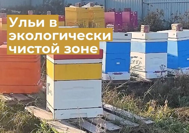 Ферму за 1 рубль получила пчеловод в Коми