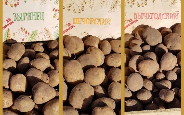 Северный картофель Коми получает свои биопрепараты для защиты от вредителей