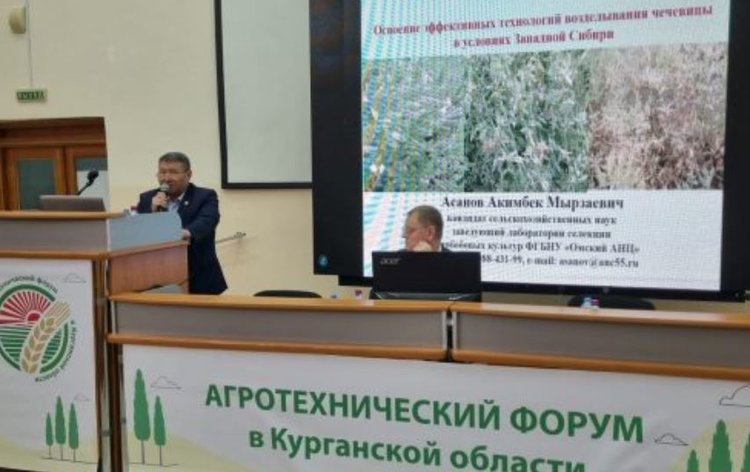 Чечевице в Омском АНЦ уделяют особое внимание