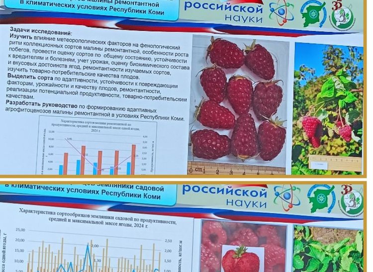 О перспективных зимостойких сортах малины и клубники рассказали ученые Коми