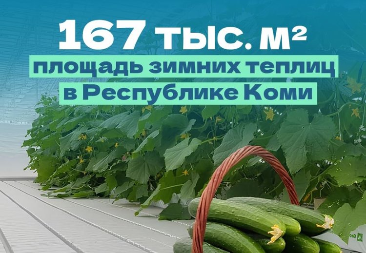 23 футбольных поля занимают зимние теплицы в Коми