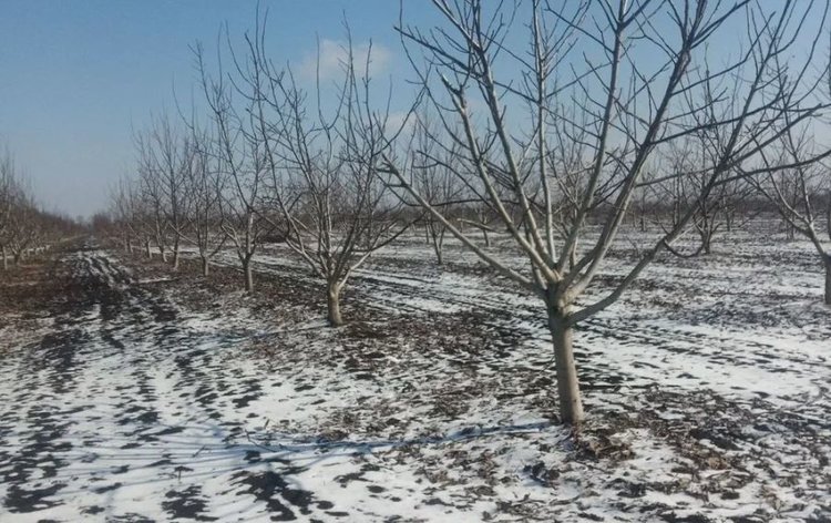 Молодой орехово-миндальный Донбасса агрономы ведут к суперурожаям