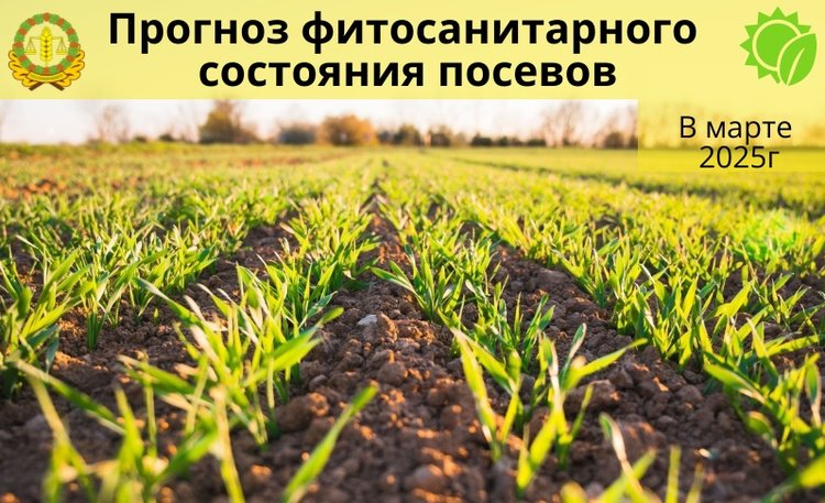 Какие вредители и болезни появятся в марте 2025 на полях озимых 