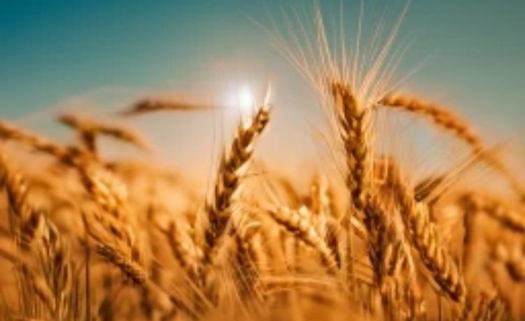 Экспорт зерна и продуктов переработки из Сибири 2024 и начало 2025: аналитика ФГБУ «ЦОК АПК»