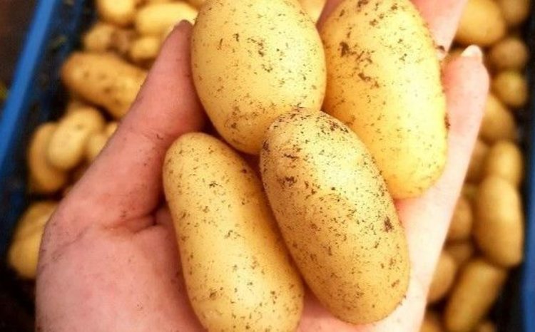 250 тысяч миниклубней картофеля поставит Нижегородский филиал Россельхозцентра в этом году