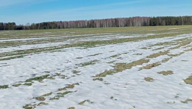 Как экстремально ранняя весна может отразиться на озимых в Нижегородской области 