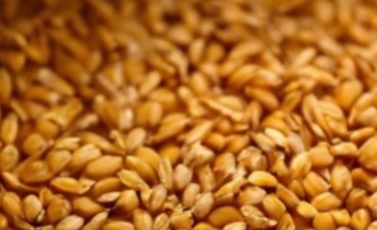 Рязанская область увеличила объемы вывоза зерновой продукции в российские регионы
