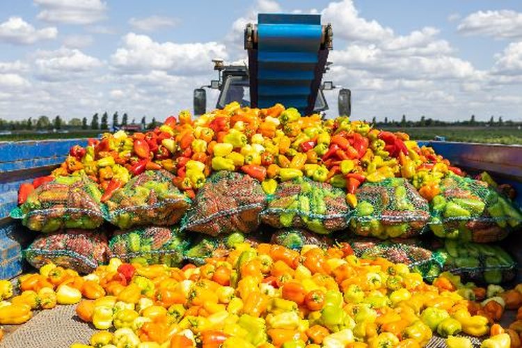 Сеть агроагрегаторов расширяется в Волгоградской области 