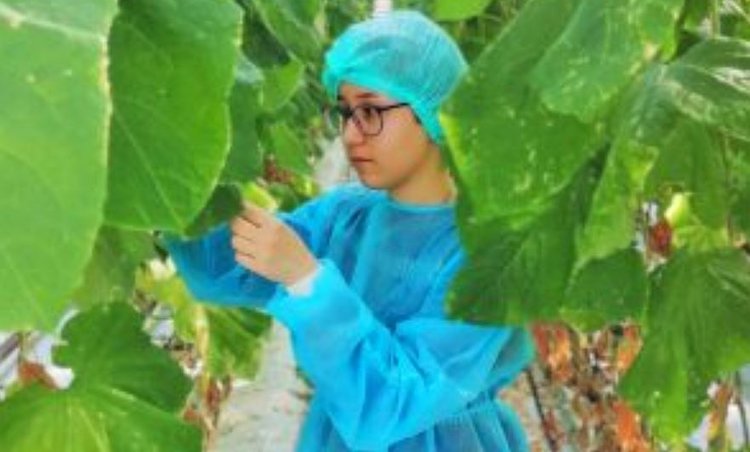 Калужские теплицы с площадью свыше 186 га пройдут фитосанитарный мониторинг в этом году