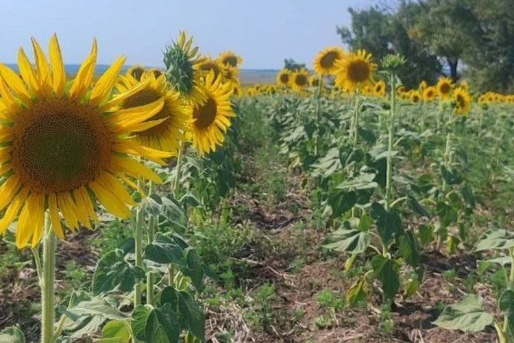 На Донбассе постепенно разворачивается сев ранних яровых 2025