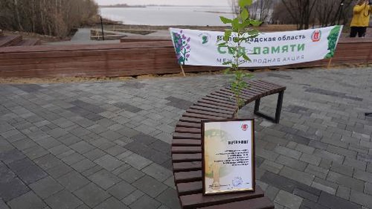 Клона легендарного Тополя Победы высадили в городе воинской славы в Волгоградской области