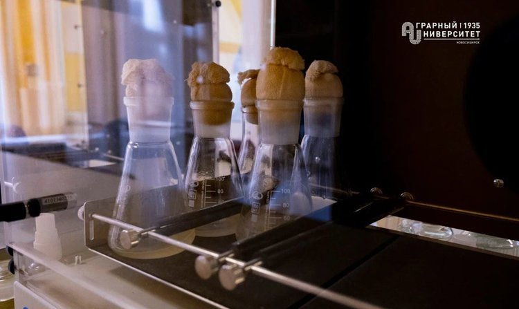 Новое исследование повышает эффективность инсектицидной бактерии для создания новых биопрепаратов