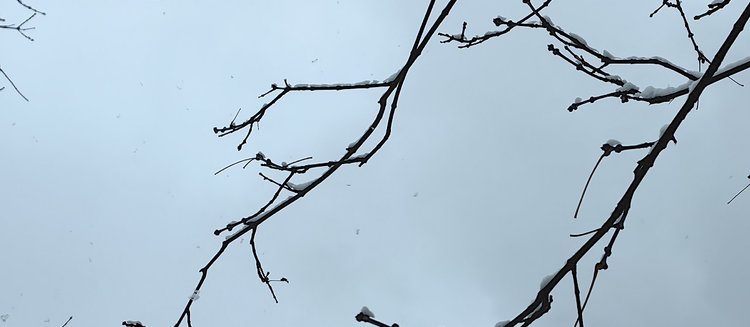 Защита сада от заморозков – какие наиболее опасны и что делать
