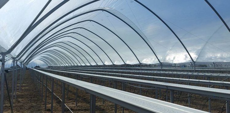 В 12 раз увеличит производство клубники КФХ из Щелково