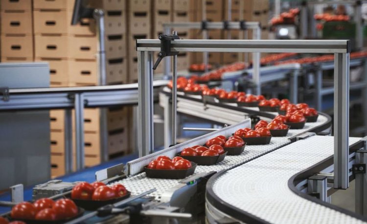 «Луховицкие овощи» нарастили выпуск тепличной продукции на 14 процентов
