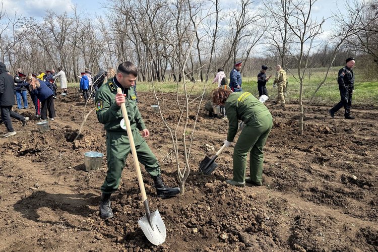 Лесоводы Ростовской области активно участвуют в Международной акции «Сад памяти»