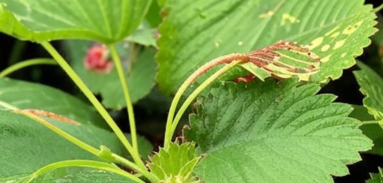 Какую рассаду клубники никогда нельзя покупать