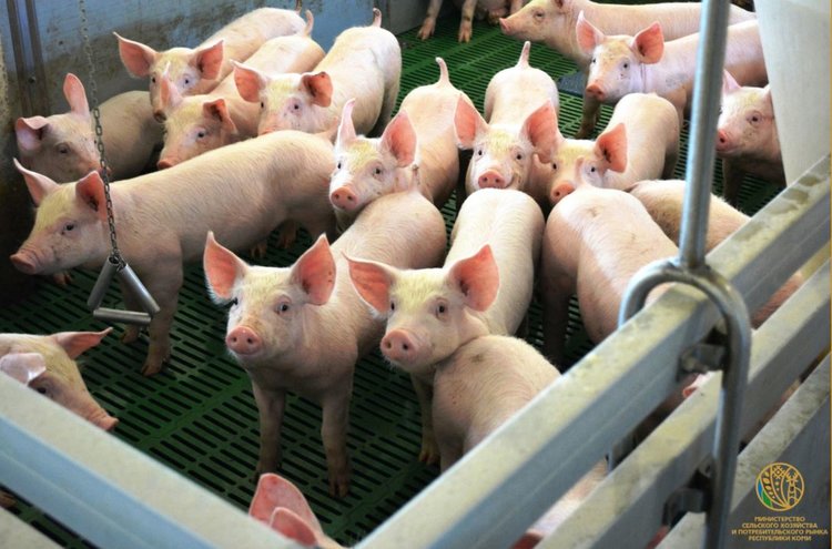 Лучший прижизненный привес свиней генетики Topigs Norsvin установили животноводы в Коми