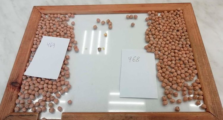 Волгоградские эксперты ЦОК АПК подтвердили качество свыше 800 тонн нута для экспорта