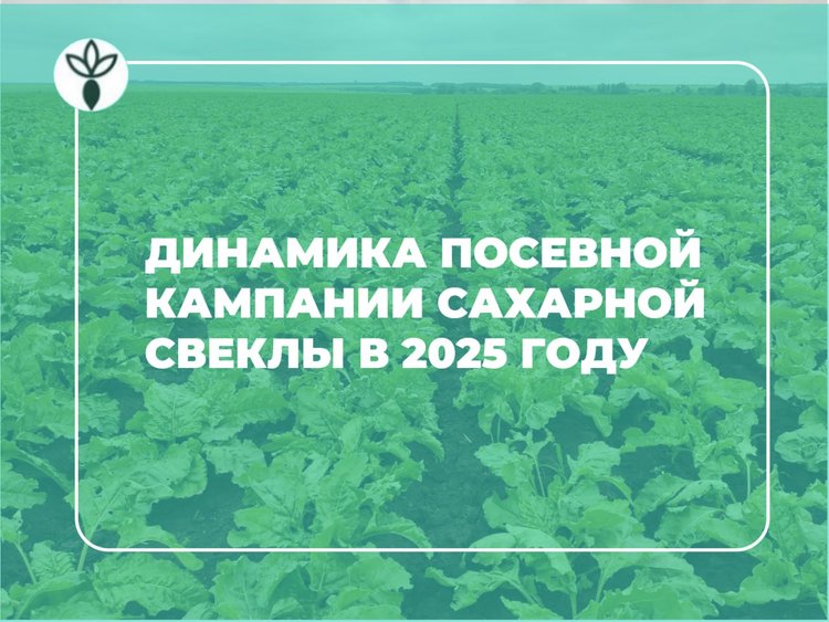 Динамика посевной кампании сахарной свеклы в 2025 году