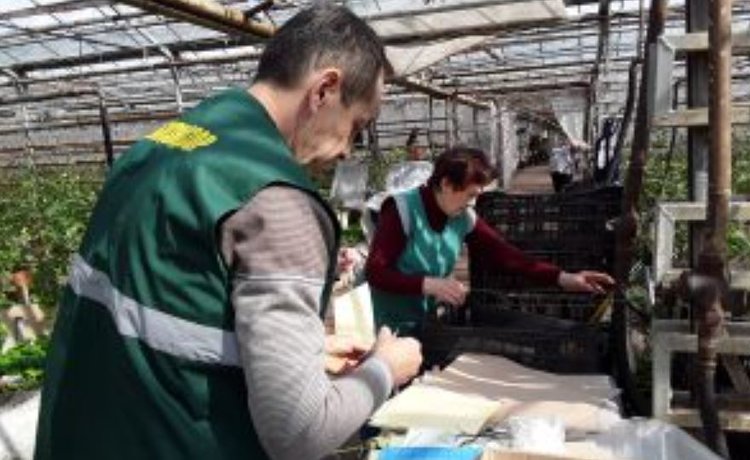 Свыше 400 феромонных и цветных ловушек размещено в ульяновских теплицах