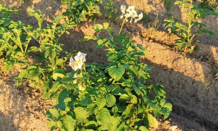 Вирус убийца черной ножки картофеля обладает уникальной структурой