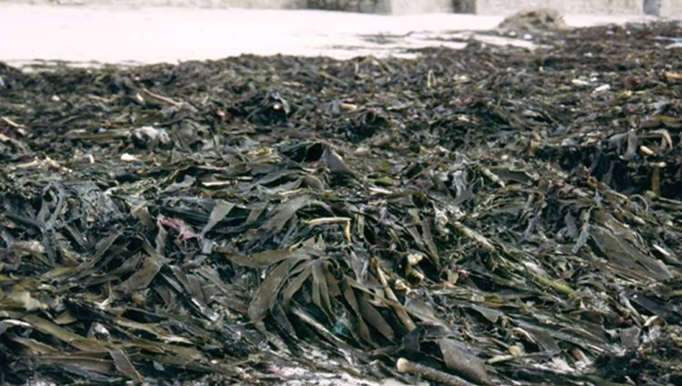 Испания собирается сделать продукты для растений из морских водорослей важной экономикой страны