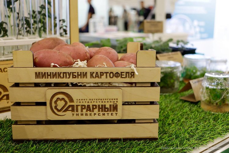 Точный фумигатор для картофельного поля разработали в СПбГАУ 