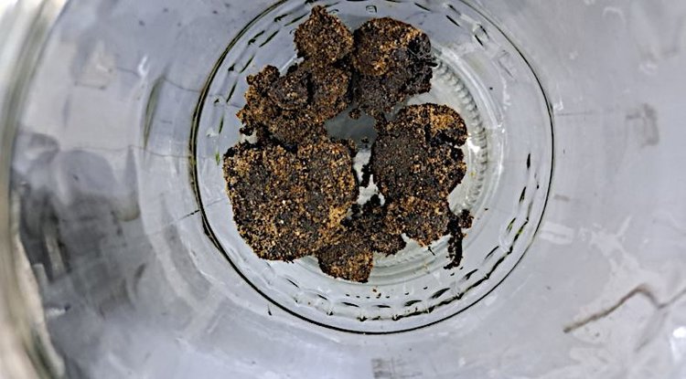 Растительное масло может помочь в экологической очистке акватории Чёрного моря