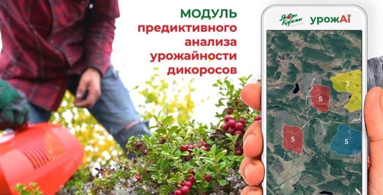 Цифровая карта для грибников карельской разработки будет доступна всей России