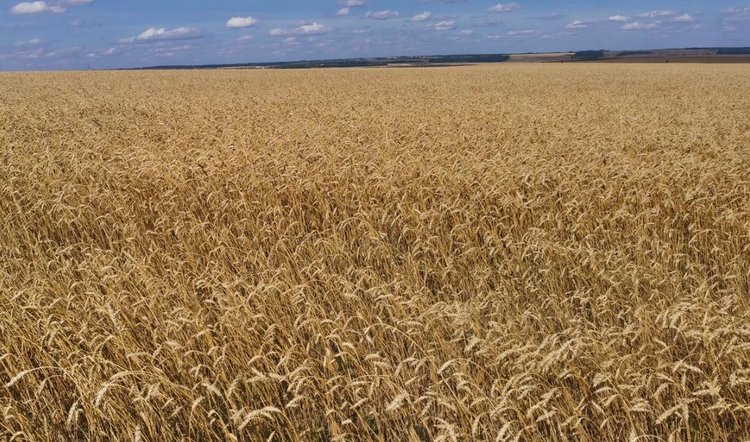В Африке растет спрос на пшеницу и главные мировые экспортеры культуры готовы к конкуренции