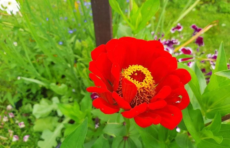 Надо ли прищипывать циннию - об уходе за популярным цветком в июле