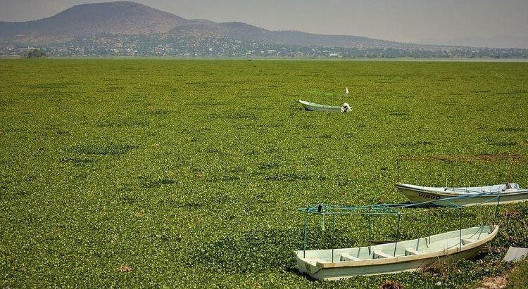 Из одного инвазивного растения можно приготовить 6 видов органических удобрений