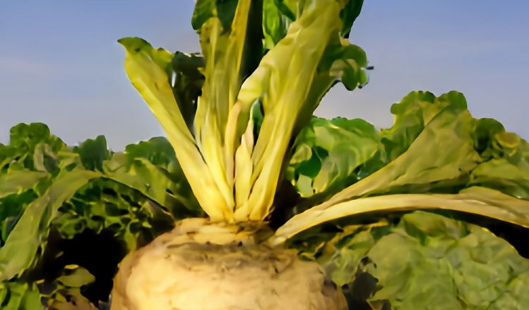 Второй год подряд липецким аграриям выделяют субсидии на семена отечественных гибридов сахарной свеклы