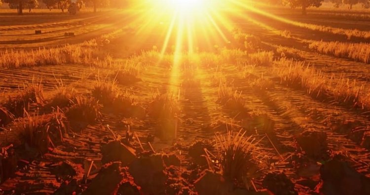 Почему правильный полив в жару так важен