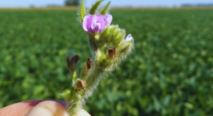 Опыление сои пчелами приносит немалую выгоду