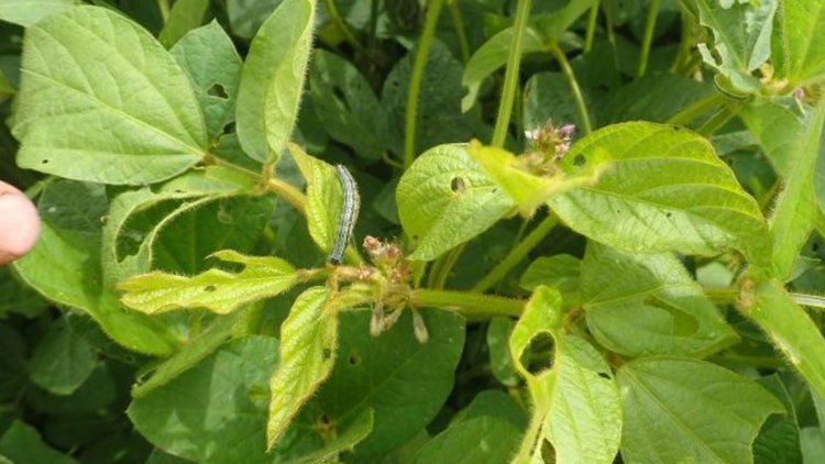 Какие листогрызущие совки вредят сое