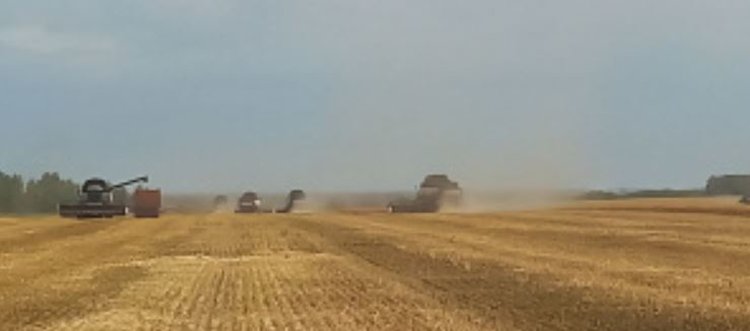 Первые результаты урожайности зерна 2024 озвучил МСХ Липецкой области 