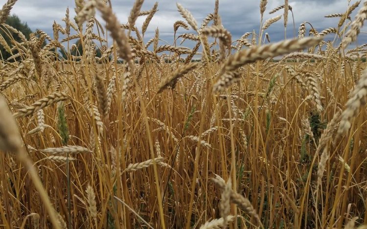 При выращивании органической яровой пшеницы важную роль играет кремний