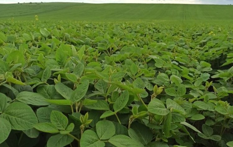 О самых популярных сортах сои в Хакасии рассказали в региональном Россельхозцентре