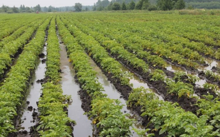 Новгородские поля затопило - введен режим ЧС