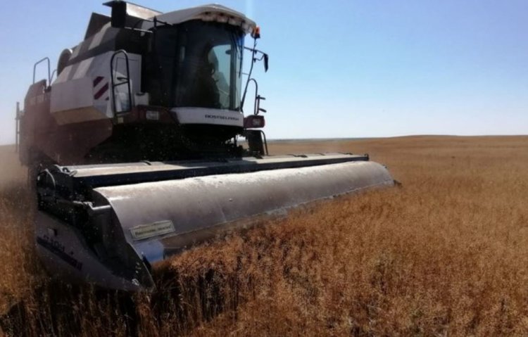 В Башкортостане собрали 800 тонн семян рыжика - обмолот продолжается