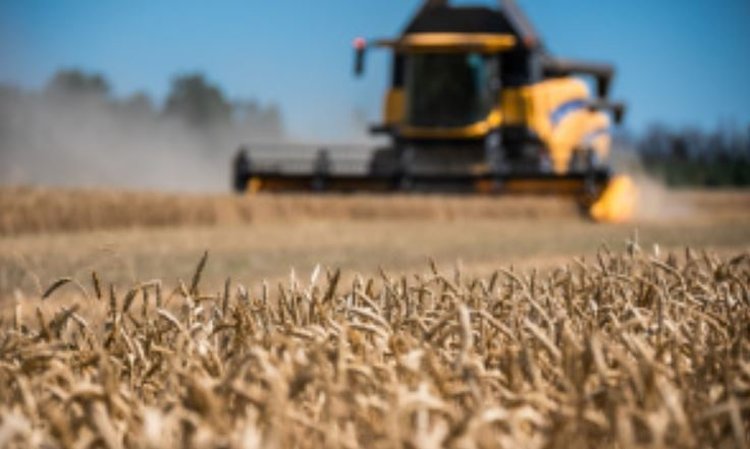 Липецкая жатва 2025: урожайность стартовых зерновых га выше прошлогодней