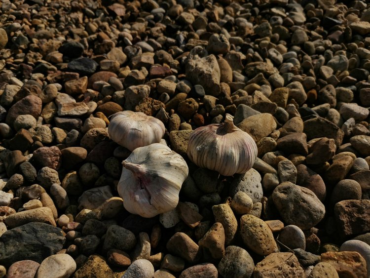 Посадка чеснока в августе: революция в агротехнике для крупного урожая