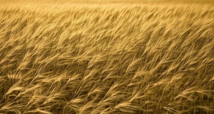 Низкомасличные сорта овса помогут культуре занять еще более важное место в питании людей