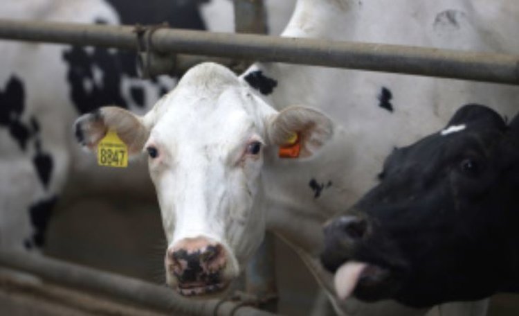 Лучшие липецкие коровы ежедневно дают больше 30 килограммов молока