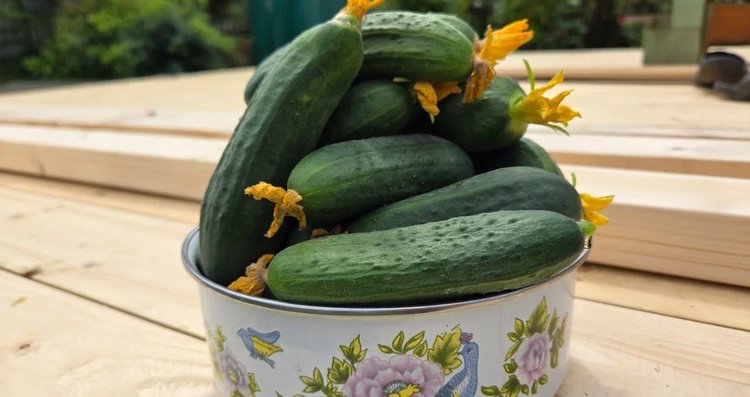 Огурцы на зиму: самый вкусный рецепт с лайфхаком для хруста в 5 вариантах