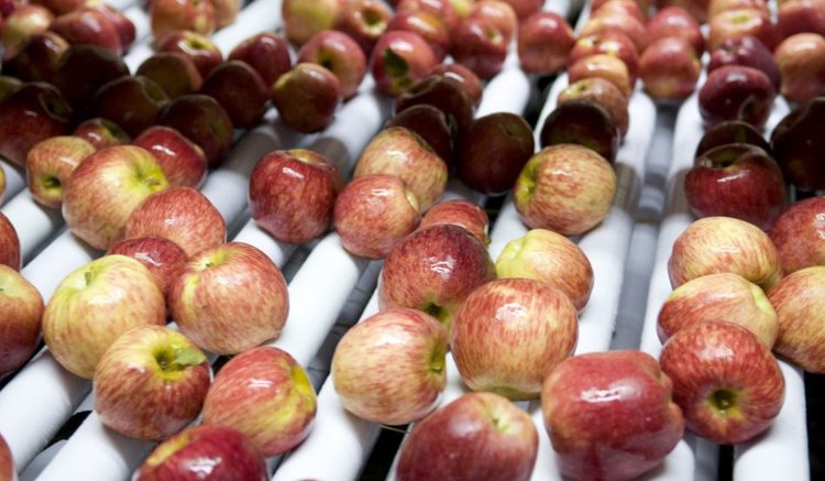 Аргентина превратил отходы яблочной промышленности в новый продукт питания